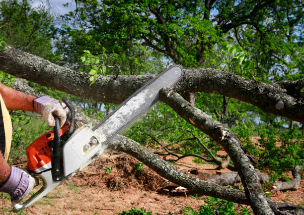 Reliable Lindale, GA Tree Care Solutions